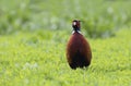 A colorfull Common Pheasant male walks on a grass field to search food. Royalty Free Stock Photo