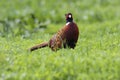 A colorfull Common Pheasant male walks on a grass field to search food. Royalty Free Stock Photo