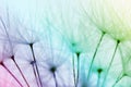 Colorfull dandelion seeds macro background