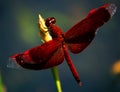 Colorfull dragonfly Royalty Free Stock Photo