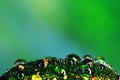Colorfull drops on the bug Royalty Free Stock Photo