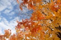 Colorfull Fall Leaves Speckled with Snow Against a Blue Sunny Sky