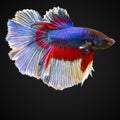 SIAMESE FIGHTING FISH Royalty Free Stock Photo