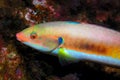 Colorfull fish (Coris julis) Royalty Free Stock Photo