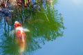 colorfull fish swimming in pond