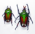 Colorfull green beetles Eudicella woermanni isolated. Collection beetles. Coleoptera.