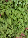 Colorfull Green Leafs Backdrop