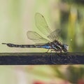 Iridescent dragonfly Royalty Free Stock Photo