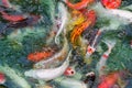 colorfull koi carp in green blue water in the lake