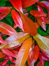 Colorfull leaf pattern with macro angle photo