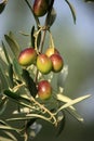 Colorfull Olives Royalty Free Stock Photo