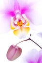 Colorfull orchid Royalty Free Stock Photo