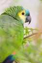 Colorfull Parrot Royalty Free Stock Photo