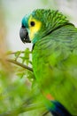 Colorfull Parrot Royalty Free Stock Photo