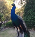 Pavo Real Peacock