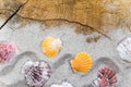 Colorfull Sea shells sand board Royalty Free Stock Photo