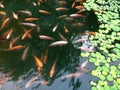 Tilapia fish are reared in fish ponds with water clover plants