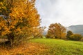 Colorfull trees in autumn foggy landscape