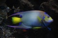 A colorfull tropical fish isolated