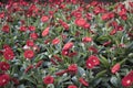 Colorfull tulips and other flowers fields