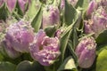 Colorfull tulips and other flowers fields