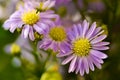 Colorfull wild flowers