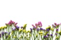 Colorfull wildflowers on white background, bottom border. Flat lay, top view. Royalty Free Stock Photo