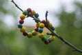 Colorfull wood beads on thread, fashionable beaded bracelets, bright beautiful colors green red yellow and light blue