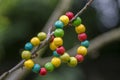 Colorfull wood beads on thread, fashionable beaded bracelets, bright beautiful colors green red yellow and light blue