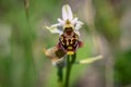 orchid plant Ophrys holosericea, the late spider orchid meadow in the Slovak Little Carpathian Mountains Stupava