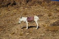 Colorfully saddled donkey grazing on a mountain slope Royalty Free Stock Photo
