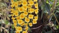 Colorful yellow orchid flowers or dendrobium lindleyi steud