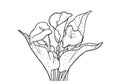 Coloring for adults. Flowers Callas. Outline drawing on a white background. Royalty Free Stock Photo