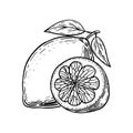 Coloring book. Appetizing lemon. Sour fruit. Hand drawn sketch. Vintage style. Black and white vector illustration isolated on