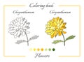 Coloring book with beautiful chrysanthemum flower.