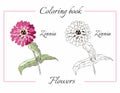 Coloring book with beautiful zinnia flower