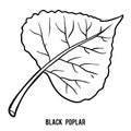 Coloring book, Black poplar leaf Royalty Free Stock Photo