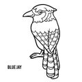 Coloring book, Blue jay