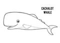 Coloring book, Cachalot whale