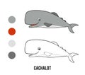 Coloring book, Cachalot whale Royalty Free Stock Photo