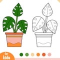 Coloring book. Cartoon collection of Houseplants, Monstera