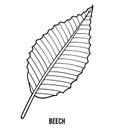 Coloring book, Beech leaf Royalty Free Stock Photo