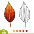 Coloring book, Beech leaf Royalty Free Stock Photo