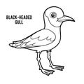 Coloring book, Black-headed gull