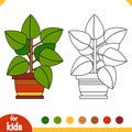 Coloring book. Cartoon collection of Houseplants, Rubber fig