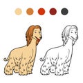 Coloring book, Dog breeds: Afghan hound