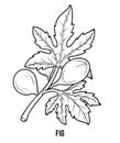 Coloring book for children, Fig tree branch Royalty Free Stock Photo
