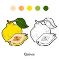 Coloring book for children: fruits and vegetables (quince) Royalty Free Stock Photo