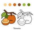 Coloring book for children: fruits and vegetables (ximenia) Royalty Free Stock Photo