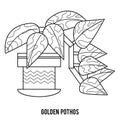 Coloring book, Golden pothos